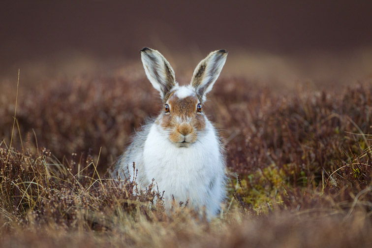 Mountain hare (Lepus timidus) in patial winter coat in moorland habitat , Scotland